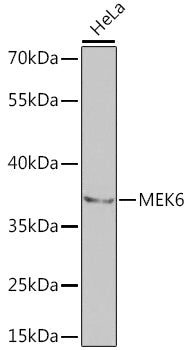 Western blot analysis of extracts of HeLa cells, using MEK6 antibody  at 1:1000 dilution.
Secondary antibody: HRP Goat Anti-Rabbit IgG   at 1:10000 dilution.
Lysates/proteins: 25ug per lane.
Blocking buffer: 3% nonfat dry milk in TBST.