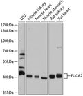 Western blot analysis of extracts of various cell lines, using FUCA2 antibody  at 1:1000 dilution.
Secondary antibody: HRP Goat Anti-Rabbit IgG   at 1:10000 dilution.
Lysates/proteins: 25ug per lane.
Blocking buffer: 3% nonfat dry milk in TBST.
Detection: ECL Basic Kit .
Exposure time: 5s.