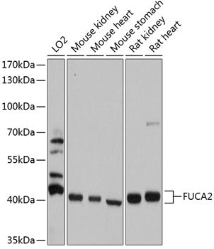 Western blot analysis of extracts of various cell lines, using FUCA2 antibody  at 1:1000 dilution.
Secondary antibody: HRP Goat Anti-Rabbit IgG   at 1:10000 dilution.
Lysates/proteins: 25ug per lane.
Blocking buffer: 3% nonfat dry milk in TBST.
Detection: ECL Basic Kit .
Exposure time: 5s.