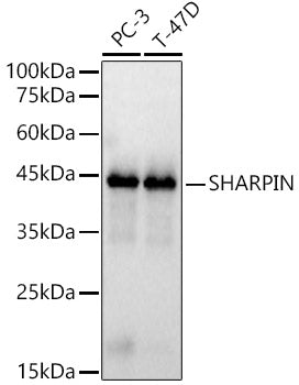 Western blot analysis of various lysates, using SHARPIN antibody  at 1:970 dilution.
Secondary antibody: HRP Goat Anti-Rabbit IgG   at 1:10000 dilution.
Lysates/proteins: 25ug per lane.
Blocking buffer: 3% nonfat dry milk in TBST.
Detection: ECL Basic Kit .
Exposure time: 1s.