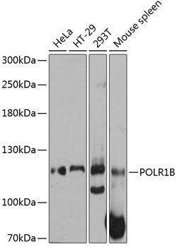Western blot analysis of extracts of various cell lines, using POLR1B antibody  at 1:3000 dilution.
Secondary antibody: HRP Goat Anti-Rabbit IgG   at 1:10000 dilution.
Lysates/proteins: 25ug per lane.
Blocking buffer: 3% nonfat dry milk in TBST.
Detection: ECL Basic Kit .
Exposure time: 10s.