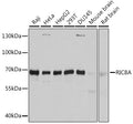 Western blot analysis of extracts of various cell lines, using RIC8A antibody.