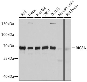Western blot analysis of extracts of various cell lines, using RIC8A antibody.