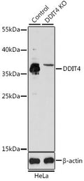 [KO Validated] DDIT4 polyclonal antibody – Figure 1 of 2