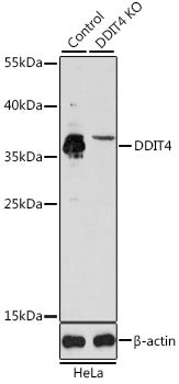 [KO Validated] DDIT4 polyclonal antibody – Figure 1 of 2