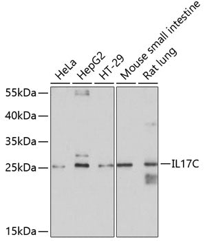 Western blot analysis of extracts of various cell lines, using IL17C antibody  at 1:1000 dilution.
Secondary antibody: HRP Goat Anti-Rabbit IgG   at 1:10000 dilution.
Lysates/proteins: 25ug per lane.
Blocking buffer: 3% nonfat dry milk in TBST.
Detection: ECL Basic Kit .
Exposure time: 20s.