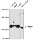 Western blot analysis of extracts of various cell lines, using WHRN antibody  at 1:1000 dilution.
Secondary antibody: HRP Goat Anti-Rabbit IgG   at 1:10000 dilution.
Lysates/proteins: 25ug per lane.
Blocking buffer: 3% nonfat dry milk in TBST.
Detection: ECL Basic Kit .
Exposure time: 90s.