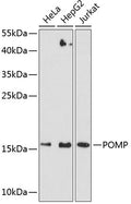 POMP polyclonal antibody – Figure 1 of 1