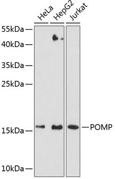 POMP polyclonal antibody – Figure 1 of 1