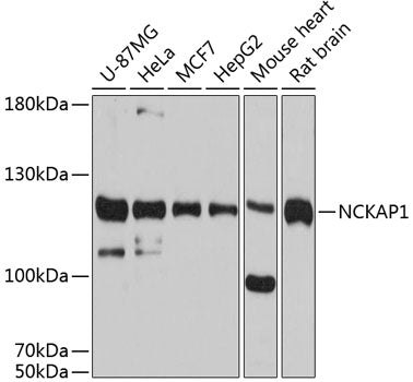 Western blot analysis of extracts of various cell lines, using NCKAP1 antibody  at 1:3000 dilution.
Secondary antibody: HRP…