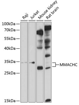 Western blot analysis of extracts of various cell lines, using MMACHC antibody.
