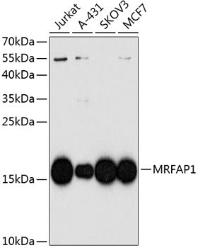 MRFAP1 polyclonal antibody – Figure 1 of 1