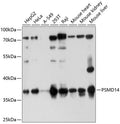Western blot analysis of extracts of various cell lines, using PSMD14 antibody  at 1:1000 dilution.
Secondary antibody: HRP Goat Anti-Rabbit IgG   at 1:10000 dilution.
Lysates/proteins: 25ug per lane.
Blocking buffer: 3% nonfat dry milk in TBST.
Detection: ECL Basic Kit .
Exposure time: 30s.
