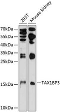 TAX1BP3 polyclonal antibody – Figure 1 of 1