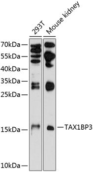 TAX1BP3 polyclonal antibody – Figure 1 of 1