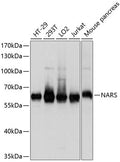 Western blot analysis of extracts of various cell lines, using NARS antibody  at 1:1000 dilution.
Secondary antibody: HRP Goat Anti-Rabbit IgG   at 1:10000 dilution.
Lysates/proteins: 25ug per lane.
Blocking buffer: 3% nonfat dry milk in TBST.
Detection: ECL Basic Kit .
Exposure time: 3s.