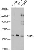 Western blot analysis of extracts of various cell lines, using GFRA3 antibody  at 1:1000 dilution.
Secondary antibody: HRP Goat Anti-Rabbit IgG   at 1:10000 dilution.
Lysates/proteins: 25ug per lane.
Blocking buffer: 3% nonfat dry milk in TBST.
Detection: ECL Basic Kit .
Exposure time: 10s.