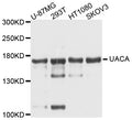 Western blot analysis of extracts of various cell lines, using UACA antibody at 1:1000 dilution.