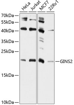 GINS2 polyclonal antibody – Figure 1 of 1