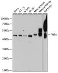 FNTA polyclonal antibody – Figure 1 of 1