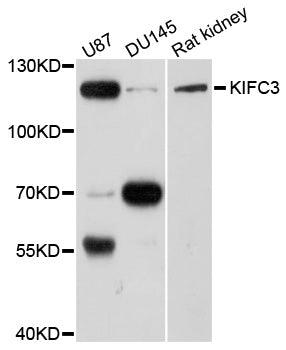 Western blot analysis of extracts of various cell lines, using KIFC3 antibody at 1:1000 dilution.