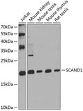 SCAND1 polyclonal antibody – Figure 1 of 1