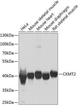 CKMT2 polyclonal antibody – Figure 1 of 2