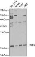Western blot analysis of extracts of various cell lines, using DLX6 Antibody  at 1:1000 dilution.
Secondary antibody: HRP Goat Anti-Rabbit IgG   at 1:10000 dilution.
Lysates/proteins: 25ug per lane.
Blocking buffer: 3% nonfat dry milk in TBST.
Detection: ECL Enhanced Kit .
Exposure time: 60s.