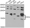 Western blot analysis of extracts of various cell lines, using ISCU Antibody at 1:1000 dilution.