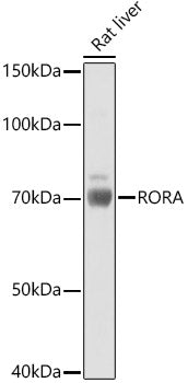 Western blot analysis of extracts of Rat liver, using RORA   antibody  at 1:1000 dilution.
Secondary antibody: HRP Goat Anti-Rabbit IgG   at 1:10000 dilution.
Lysates/proteins: 25ug per lane.
Blocking buffer: 3% nonfat dry milk in TBST.
Detection: ECL Basic Kit .
Exposure time: 10s.