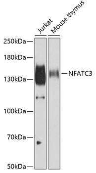 Western blot analysis of extracts of various cell lines, using NFATC3 antibody  at 1:500 dilution.
Secondary antibody: HRP…