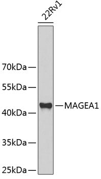 MAGEA1 polyclonal antibody - Figure 1 of 1