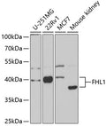 Western blot analysis of extracts of various cell lines, using FHL1 antibody  at 1:1000 dilution.
Secondary antibody: HRP Goat Anti-Rabbit IgG   at 1:10000 dilution.
Lysates/proteins: 25ug per lane.
Blocking buffer: 3% nonfat dry milk in TBST.
Detection: ECL Basic Kit .
Exposure time: 90s.