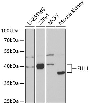 Western blot analysis of extracts of various cell lines, using FHL1 antibody  at 1:1000 dilution.
Secondary antibody: HRP Goat Anti-Rabbit IgG   at 1:10000 dilution.
Lysates/proteins: 25ug per lane.
Blocking buffer: 3% nonfat dry milk in TBST.
Detection: ECL Basic Kit .
Exposure time: 90s.