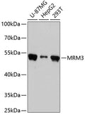 Western blot analysis of extracts of various cell lines, using MRM3 antibody  at 1:3000 dilution.
Secondary antibody: HRP Goat Anti-Rabbit IgG   at 1:10000 dilution.
Lysates/proteins: 25ug per lane.
Blocking buffer: 3% nonfat dry milk in TBST.
Detection: ECL Basic Kit .
Exposure time: 30s.