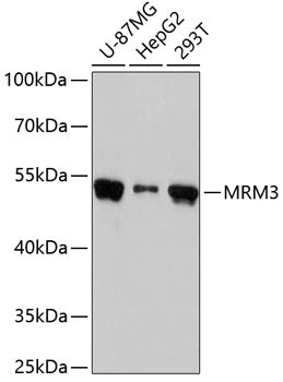 Western blot analysis of extracts of various cell lines, using MRM3 antibody  at 1:3000 dilution.
Secondary antibody: HRP Goat Anti-Rabbit IgG   at 1:10000 dilution.
Lysates/proteins: 25ug per lane.
Blocking buffer: 3% nonfat dry milk in TBST.
Detection: ECL Basic Kit .
Exposure time: 30s.