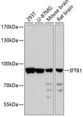 IFT81 polyclonal antibody - Figure 1 of 1