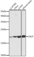 Western blot analysis of extracts of various cell lines, using CRCP antibody  at 1:3000 dilution.
Secondary antibody: HRP Goat Anti-Rabbit IgG   at 1:10000 dilution.
Lysates/proteins: 25ug per lane.
Blocking buffer: 3% nonfat dry milk in TBST.
Detection: ECL Enhanced Kit .
Exposure time: 90s.