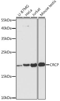 Western blot analysis of extracts of various cell lines, using CRCP antibody  at 1:3000 dilution.
Secondary antibody: HRP Goat Anti-Rabbit IgG   at 1:10000 dilution.
Lysates/proteins: 25ug per lane.
Blocking buffer: 3% nonfat dry milk in TBST.
Detection: ECL Enhanced Kit .
Exposure time: 90s.