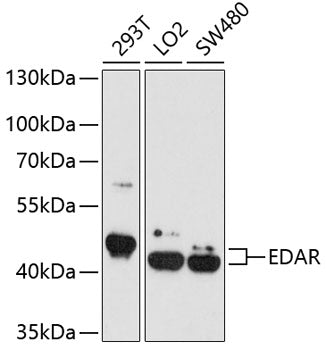 Western blot analysis of extracts of various cell lines, using EDAR antibody  at 1:1000 dilution.
Secondary antibody: HRP Goat Anti-Rabbit IgG   at 1:10000 dilution.
Lysates/proteins: 25ug per lane.
Blocking buffer: 3% nonfat dry milk in TBST.
Detection: ECL Basic Kit .
Exposure time: 90s.