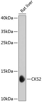 Western blot analysis of extracts of rat liver, using CKS2 antibody  at 1:1000 dilution.
Secondary antibody: HRP Goat Anti-Rabbit IgG   at 1:10000 dilution.
Lysates/proteins: 25ug per lane.
Blocking buffer: 3% nonfat dry milk in TBST.
Detection: ECL Basic Kit .
Exposure time: 30s.
