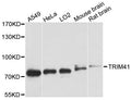 Western blot analysis of extracts of various cell lines, using TRIM41 antibody at 1:3000 dilution.