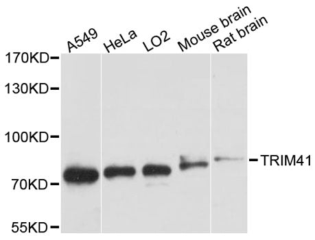 Western blot analysis of extracts of various cell lines, using TRIM41 antibody at 1:3000 dilution.