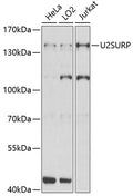 U2SURP polyclonal antibody - Figure 1 of 1