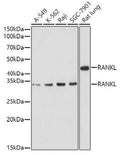 Western blot analysis of extracts of various cell lines, using RANKL antibody at 1:1000 dilution.
