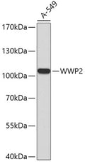 Western blot analysis of extracts of A-549 cells, using WWP2 antibody .