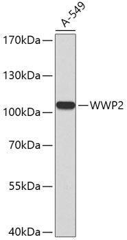 Western blot analysis of extracts of A-549 cells, using WWP2 antibody .