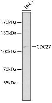 Western blot analysis of extracts of HeLa cells, using CDC27 antibody  at 1:1000 dilution.
Secondary antibody: HRP Goat Anti-Rabbit IgG   at 1:10000 dilution.
Lysates/proteins: 25ug per lane.
Blocking buffer: 3% nonfat dry milk in TBST.
Detection: ECL Enhanced Kit .