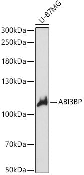 Western blot analysis of extracts of U-87MG cells, using ABI3BP antibody  at 1:1000 dilution.
Secondary antibody: HRP Goat Anti-Rabbit IgG   at 1:10000 dilution.
Lysates/proteins: 25ug per lane.
Blocking buffer: 3% nonfat dry milk in TBST.
Detection: ECL Basic Kit .
Exposure time: 20s.
