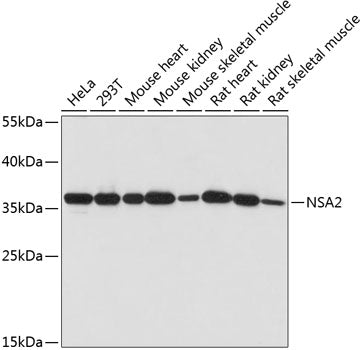 Western blot analysis of extracts of various cell lines, using NSA2 antibody  at 1:1000 dilution.
Secondary antibody: HRP Goat Anti-Rabbit IgG   at 1:10000 dilution.
Lysates/proteins: 25ug per lane.
Blocking buffer: 3% nonfat dry milk in TBST.
Detection: ECL Basic Kit .
Exposure time: 60s.